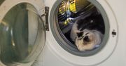 Kot śpi w pralce? Powód może zaskoczyć