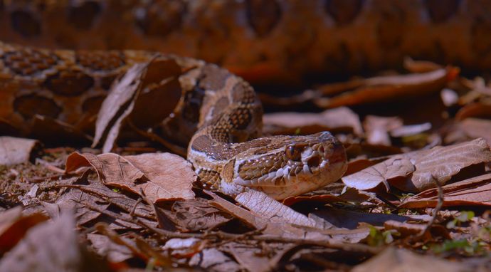 Ukryty świat węży