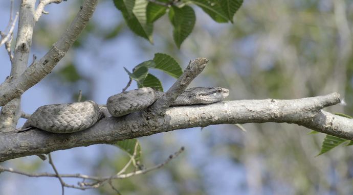 Ukryty świat węży