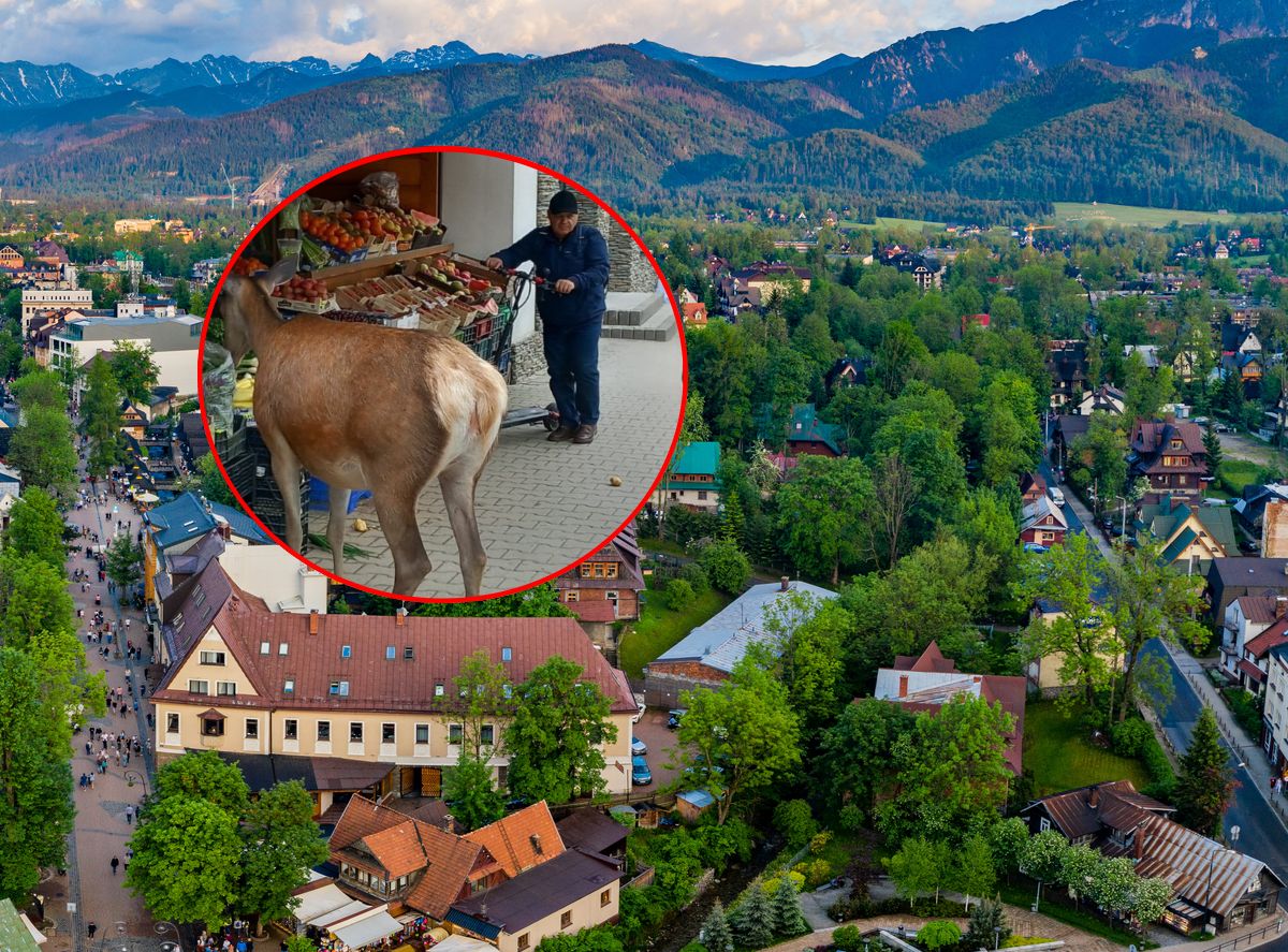 Łanie odwiedziły warzywniak w Zakopanem