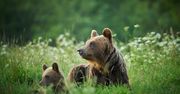 Pieniny. Niedźwiedzie przy słynnym szlaku turystycznym