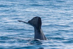 Tajlandia. Rybak znalazł wymiociny wieloryba. Mogą być warte fortunę