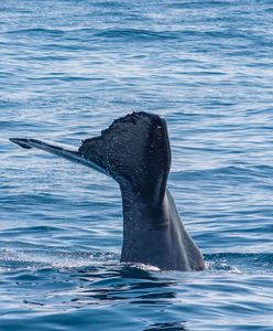 Tajlandia. Rybak znalazł wymiociny wieloryba. Mogą być warte fortunę