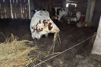 W takich warunkach trzymał krowy. Ruszył proces rolnika z Podlasia