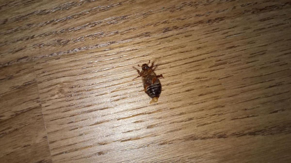 Czy należy się bać tego stworzenia?