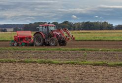 "Lepiej nie siać". Żyje w Anglii, oto na czym dzisiaj zarabia