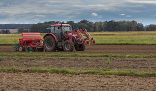 "Lepiej nie siać". Żyje w Anglii, oto na czym dzisiaj zarabia