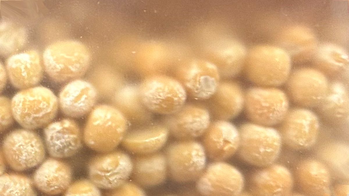 Groch syci lepiej niż mięso?