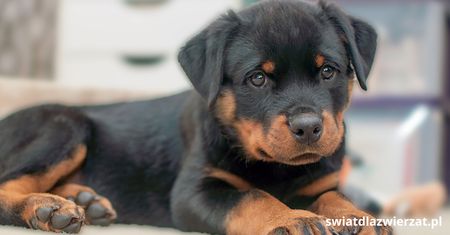Czy w Polsce trzeba mieć pozwolenie na rottweilera?