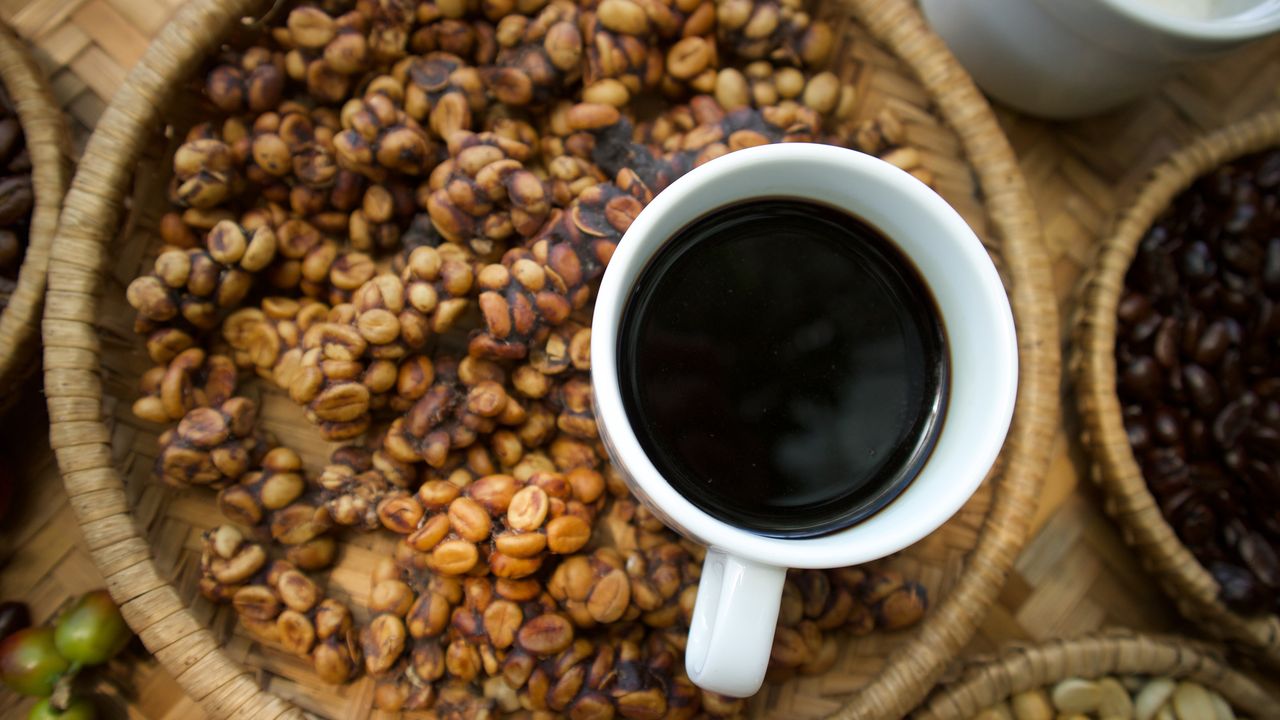 Kopi luwak, czyli ekskluzywna kawa z… odchodów