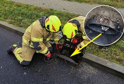 Strażacy otworzyli studzienkę. Oto co odkryli wewnątrz