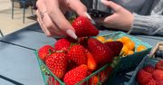 Truskawki z Biedronki czy Lidla? Sprawdzono pod kątem zawartości pestycydów