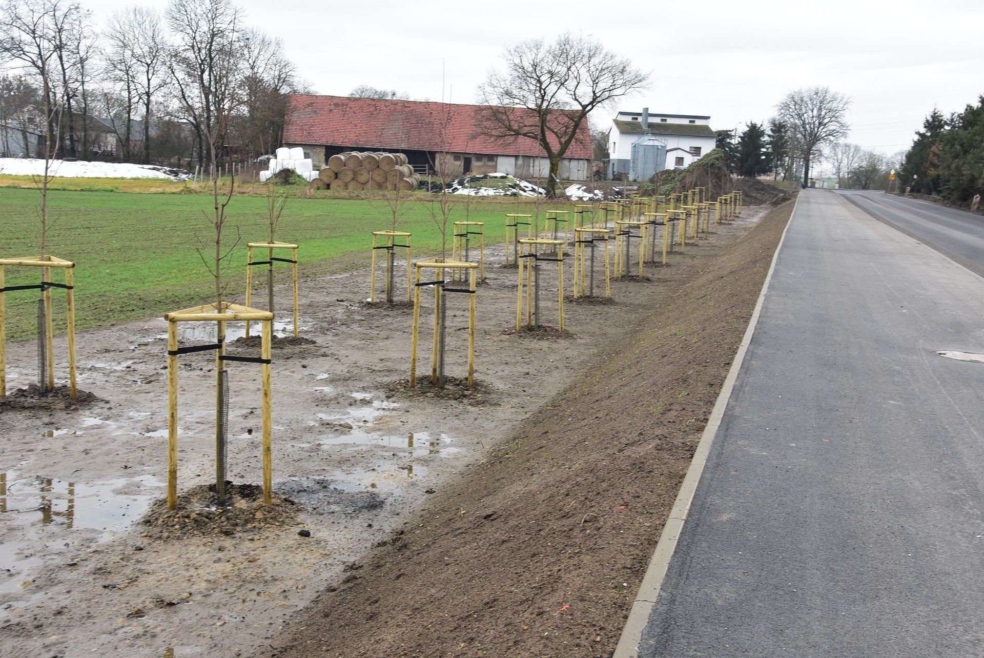 Przy nowej ścieżce pieszo - rowerowej nasadzone zostały drzewka