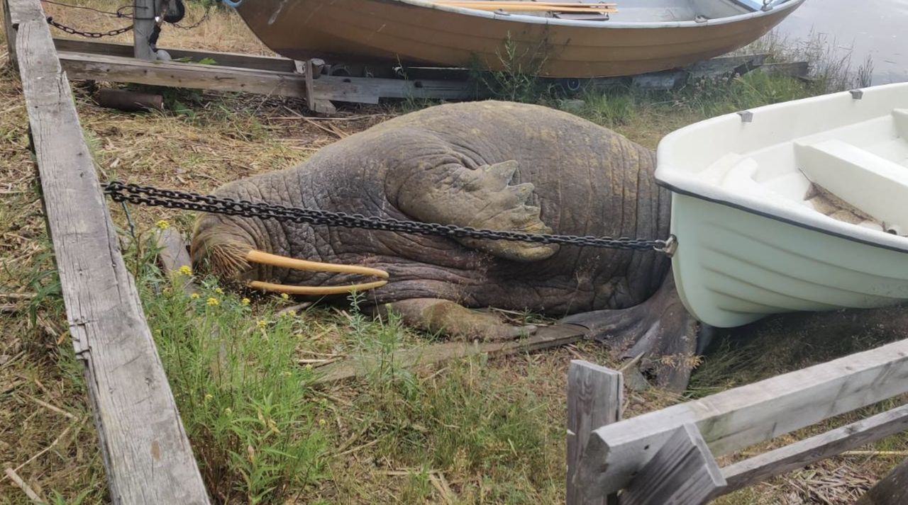 Mors narobił zamieszania na fińskich wodach. Najpierw wydostał się na brzeg, zasłabł i potrzebował reanimacji, a potem natarł na rybacką łódź 