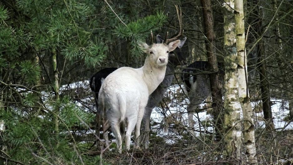 Biały daniel w Nadleśnictwie Żmigród czeka tylko, aż w lesie zrobi się całkiem biało. Leśnicy, prezentując zdjęcie na Twitterze, skomentowali, że to kamuflaż idealny (Nadleśnictwo Żmigród, M.Broda)