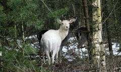 A jednak istnieje. Leśnicy pokazali zdjęcie zwierzęcia