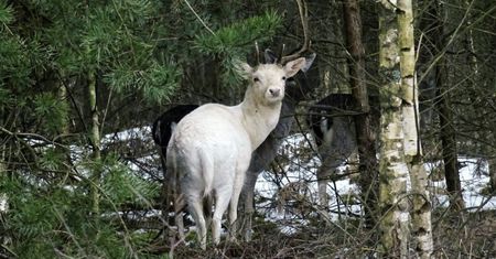 A jednak istnieje. Leśnicy pokazali zdjęcie zwierzęcia