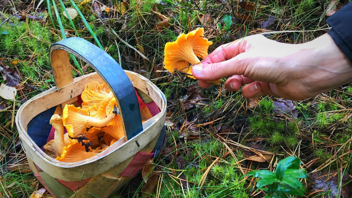 W polskich lasach można znaleźć kurki i nie tylko