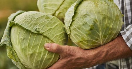 Mój tata podpowiedział mi rozwiązanie. Zamiast szatkować, stawiam na inny banalny trik