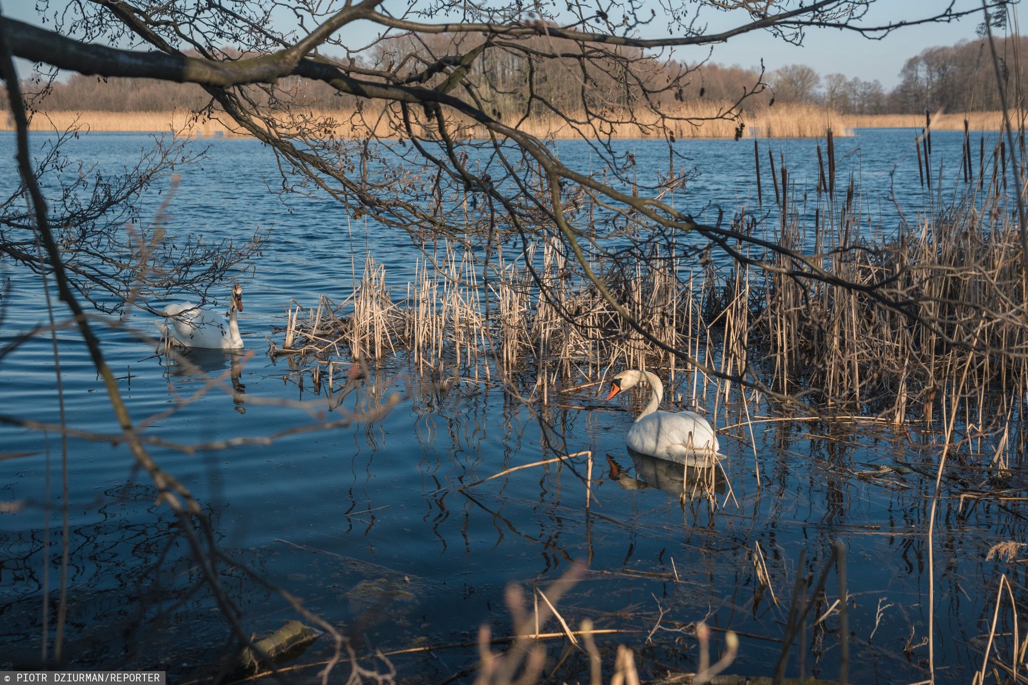 Dolina Baryczy to ostoja ptaków wodnych