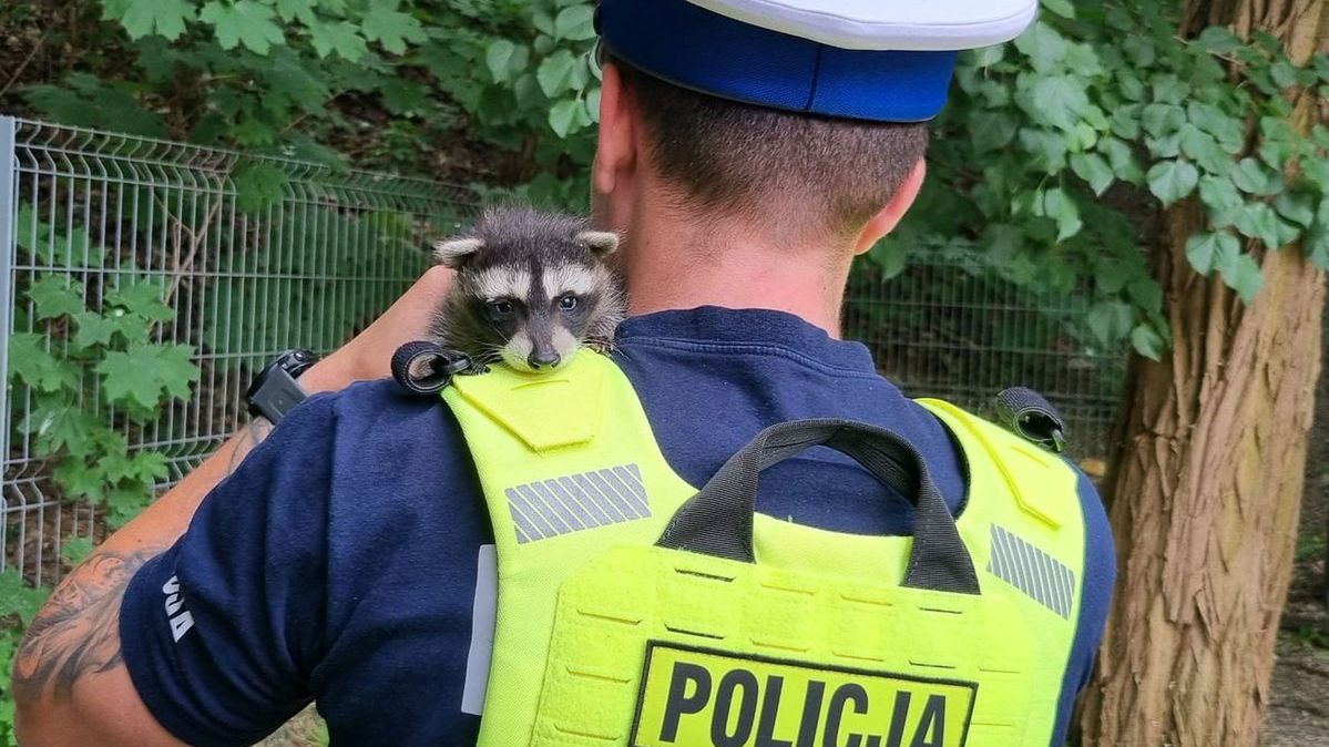 Policjanci zaopiekowali się małymi szopami