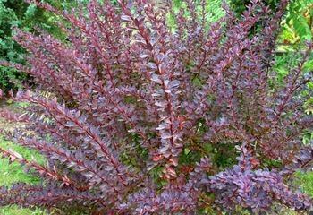 Rośnie w wielu ogrodach. To wymarzony "dom" dla kleszczy