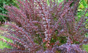 Rośnie w wielu ogrodach. To wymarzony "dom" dla kleszczy