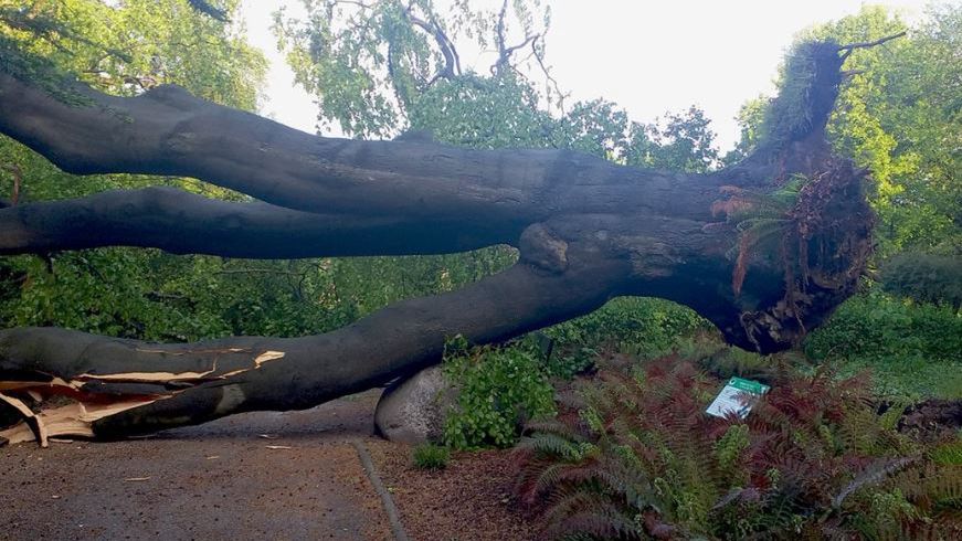 Uniwersytet Warszawski. W Ogrodzie Botaniczym zawaliło się 200-letnie drzewo