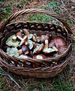 Mandaty za grzybobranie. Za co grozi nam "grzywna" od leśników?