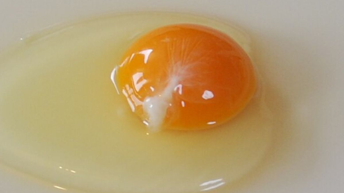 Czym są białe włókna w jajku?