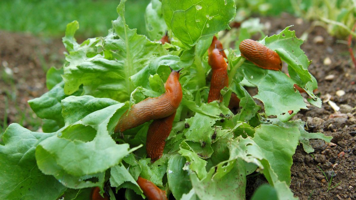 nacktschnecke, schnecke, garten, schädling, kopfsalat, kriechen, kriechtier, salat, schnecken, fressen, zerfressen, ungeziefer, eine, problem, beet, gemüse, gemüsebeet, essen, blatt, hungrig, horizontal, tier, pflanze, langsam, zerstörung, natur, schleimig, amphibie, ekelig, landwirtschaft, schädlingsbekämpfung, viele, gruppe, mehrere, invasion, erde