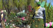 Trwa wystawa Piła Miasto – Ogród