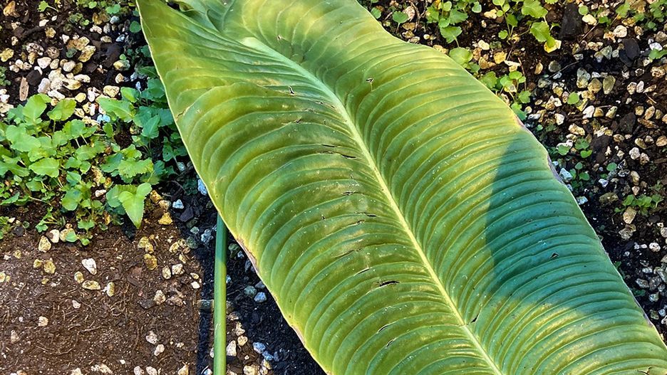 Z rośliny został tylko jeden liść 