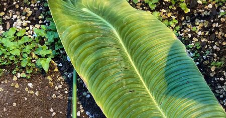Rzadka roślina ukradziona z ogrodu botanicznego. Sprawę zgłoszono policji