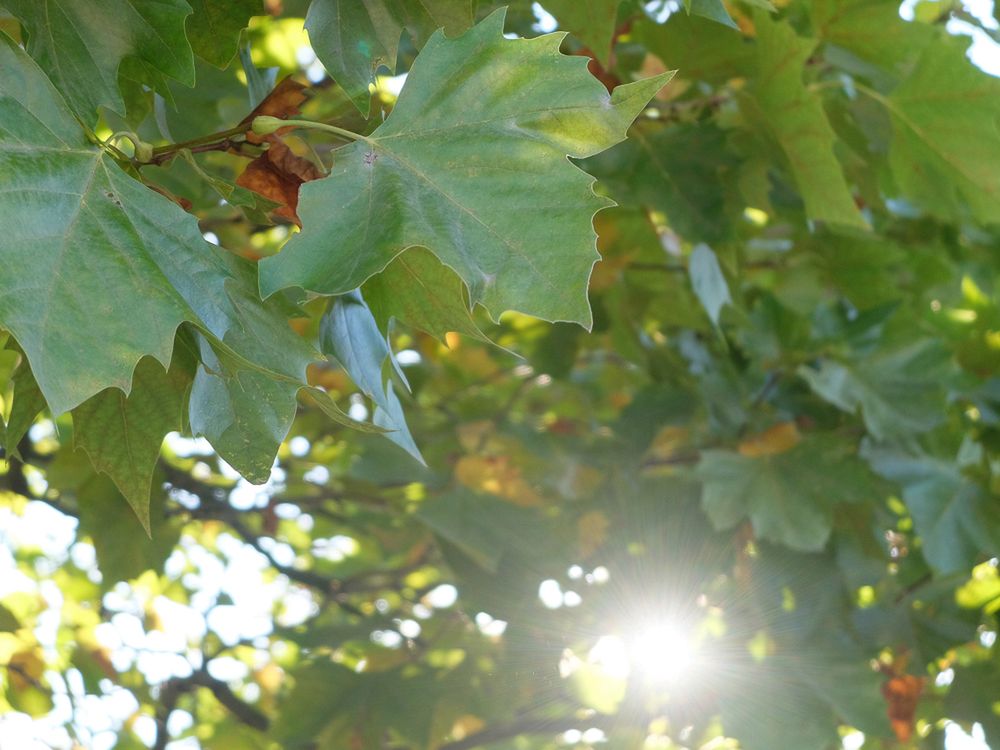 Jakość zdjęć jest wysoka, aczkolwiek wyostrzanie i tak jest mocne. Czekamy obecnie na wsparcie RAW-ów w Adobe Lightroom.