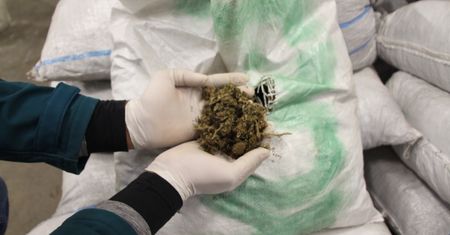 Bydgoszcz. Ponad sto kilogramów narkotyków poszło z dymem