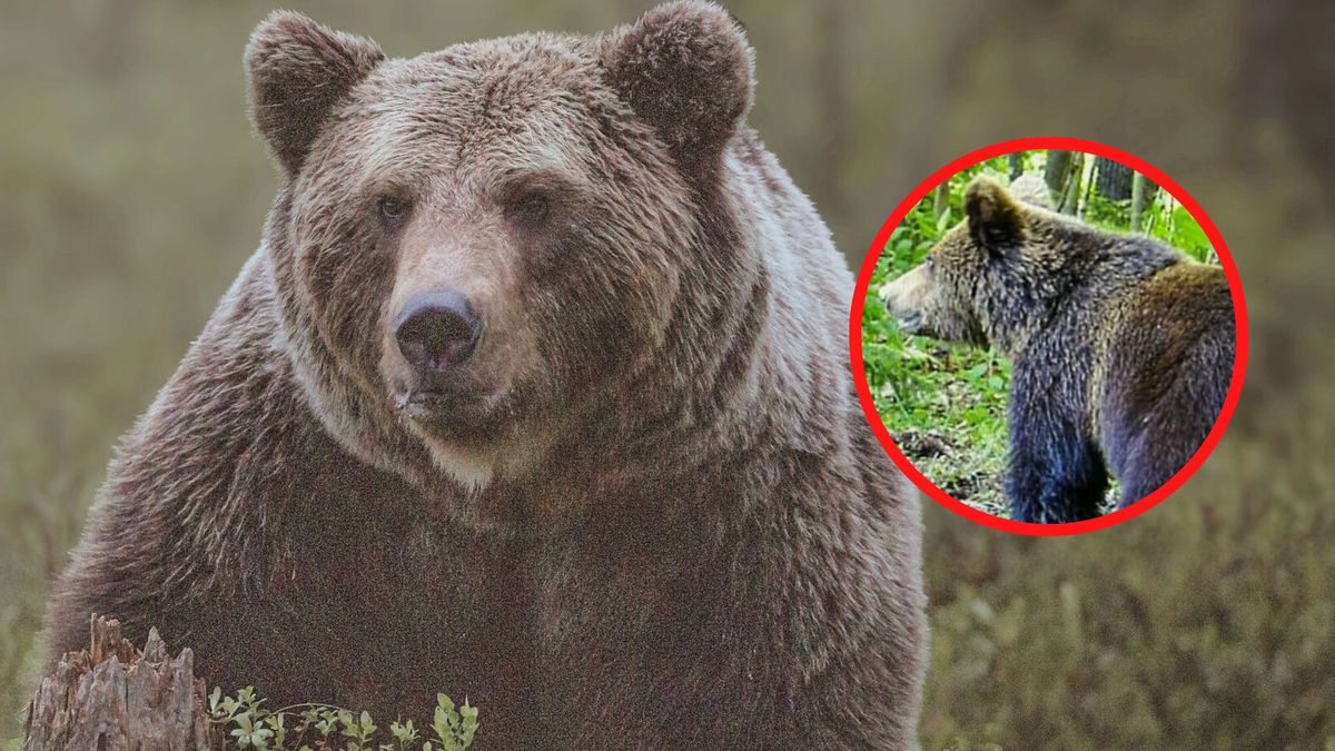 Gmina Łapsze Niżne ostrzega przed niedźwiedziem