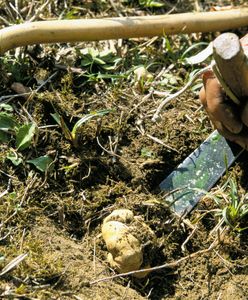 Białe trufle w Słowenii. Ceny rekordowe - nawet 5 tys. euro za kg