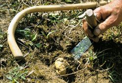 Białe trufle w Słowenii. Ceny rekordowe - nawet 5 tys. euro za kg