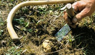 Białe trufle w Słowenii. Ceny rekordowe - nawet 5 tys. euro za kg