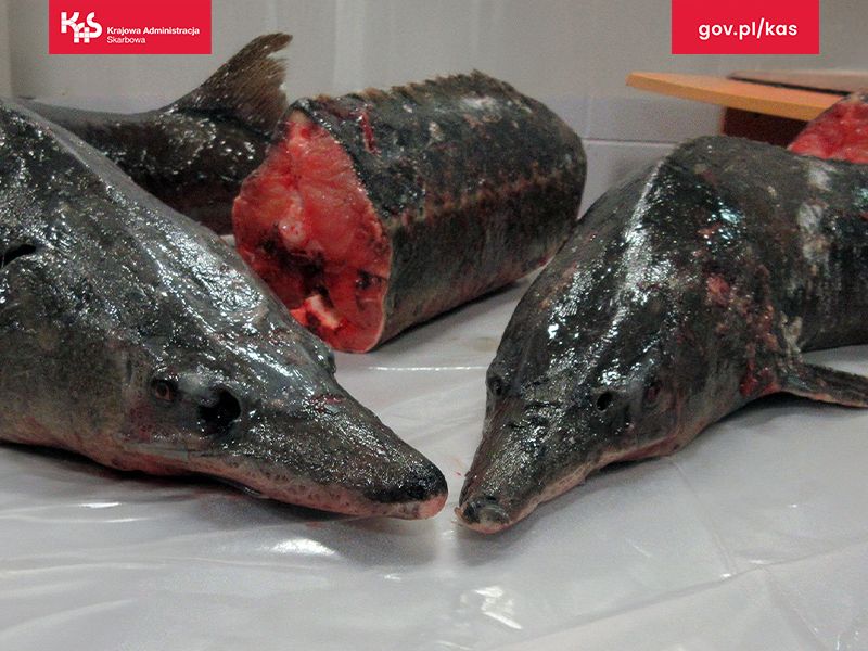 Egzotyczne pamiątki i przysmaki w bagażu – podróżni w tarapatach na lotniskach