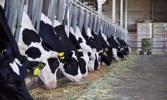 Choroba niebieskiego języka w kolejnych krajach Europy