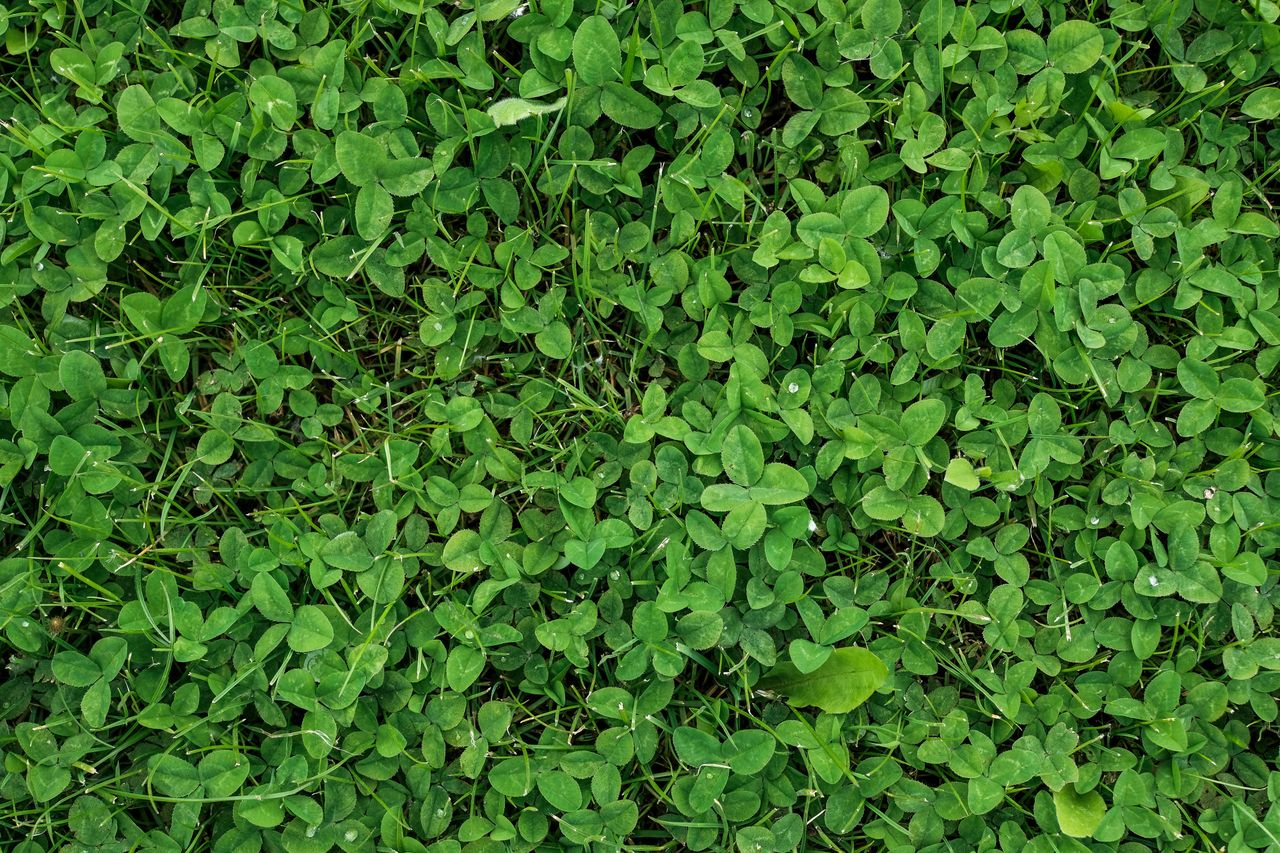 Microclover will thicken the lawn.