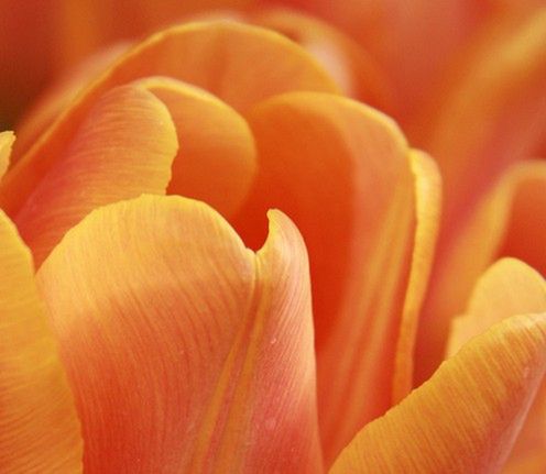 Wiosna, nareszcie wiosna! - zobacz 15 wiosennych fotografii 8