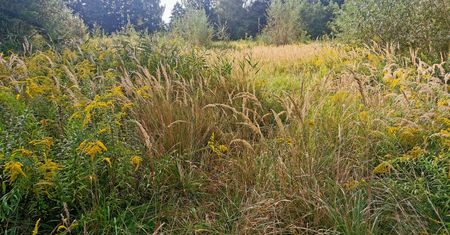 Nawet 500 zł mandatu. Uważaj po skoszeniu trawnika