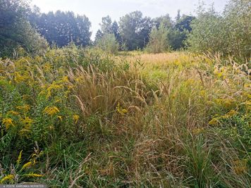 Nawet 500 zł mandatu. Uważaj po skoszeniu trawnika