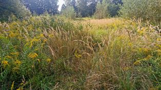 Nawet 500 zł mandatu. Uważaj po skoszeniu trawnika