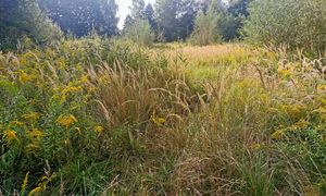 Nawet 500 zł mandatu. Uważaj po skoszeniu trawnika