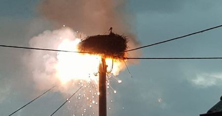 Niemcy. Piorun uderzył w gniazdo. Strażacy uratowali młode bociany