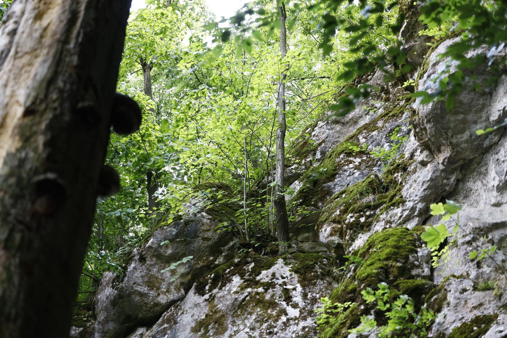 Rezerwat Ostrężnik